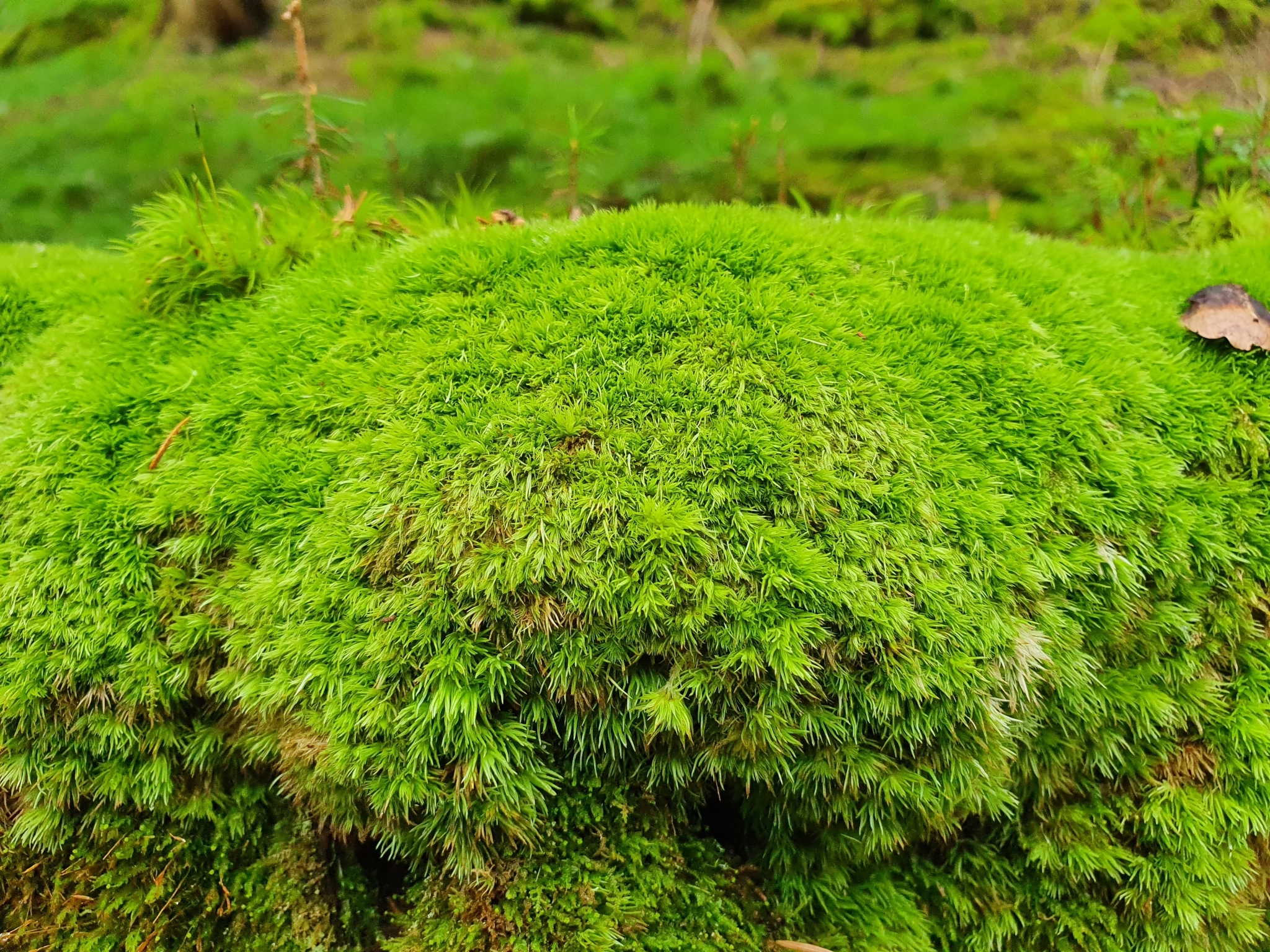 Leucobryaceae
