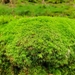 Smaller White-Moss - Photo (c) Stefan Gey, some rights reserved (CC BY-NC), uploaded by Stefan Gey