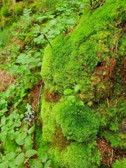 Leucobryum juniperoideum