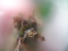 Plantago australis