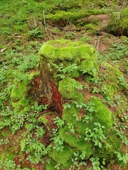 Leucobryum juniperoideum