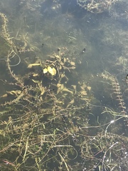 Potamogeton amplifolius