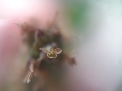 Plantago australis