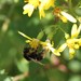 Bombus soroeensis proteus - Photo (c) Bee Together, μερικά δικαιώματα διατηρούνται (CC BY), uploaded by Bee Together