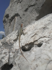Sceloporus couchii