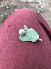 Cynips multipunctata