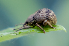 Pseudocneorhinus bifasciatus