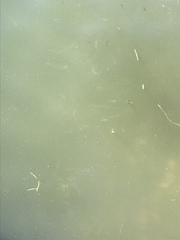 Notropis atherinoides