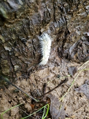 Acronicta americana