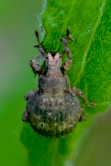 Pseudocneorhinus bifasciatus