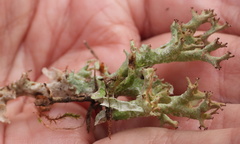 Cladonia crispata crispata