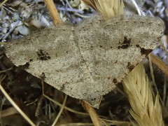 Digrammia denticulata