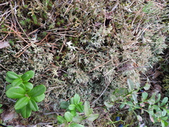 Cladonia crispata crispata