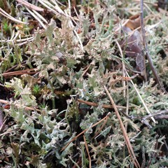 Cladonia crispata crispata