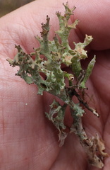 Cladonia crispata crispata