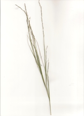 Muhlenbergia cuspidata