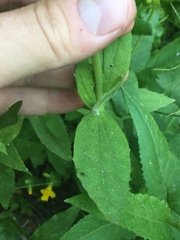 Erythranthe erubescens