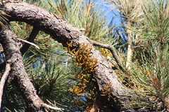 Arceuthobium vaginatum cryptopodum