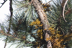 Arceuthobium vaginatum cryptopodum