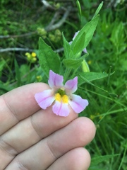 Erythranthe erubescens