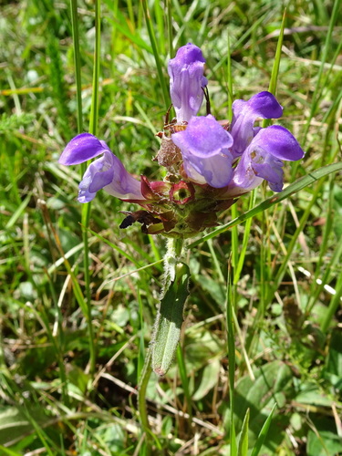 Prunella grandiflora iNat (3)