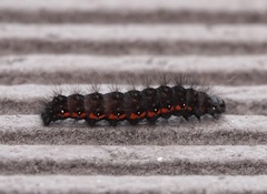 Acronicta menyanthidis