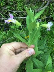 Erythranthe erubescens