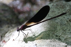 Calopteryx haemorrhoidalis