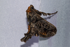 Phlossa conjuncta