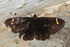 Erebus hieroglyphica