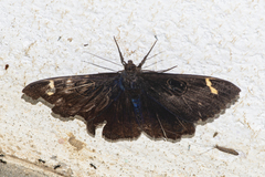 Erebus hieroglyphica