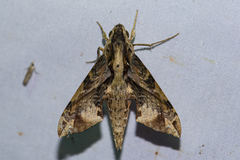 Eupanacra elegantulus