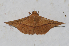 Striglina
