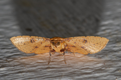 Striglina