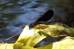 Calopteryx haemorrhoidalis