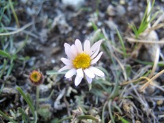 Erigeron compositus