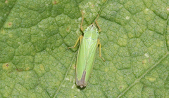 Draeculacephala angulifera