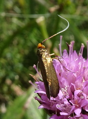 Nemophora