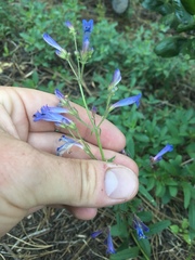 Penstemon gracilentus