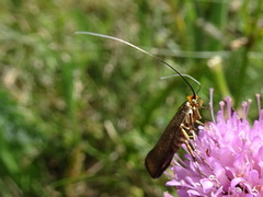 Nemophora