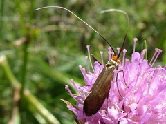 Nemophora