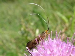 Nemophora