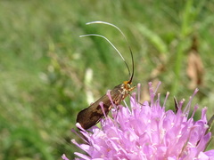 Nemophora