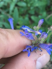 Penstemon gracilentus