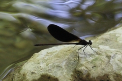 Calopteryx haemorrhoidalis