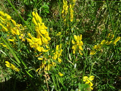 Genista tinctoria