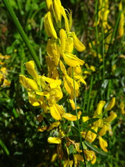 Genista tinctoria