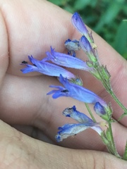 Penstemon gracilentus