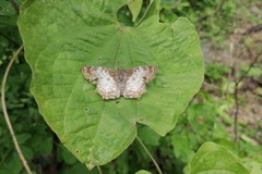 Antigonus emorsa