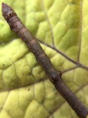 Hypomecis punctinalis